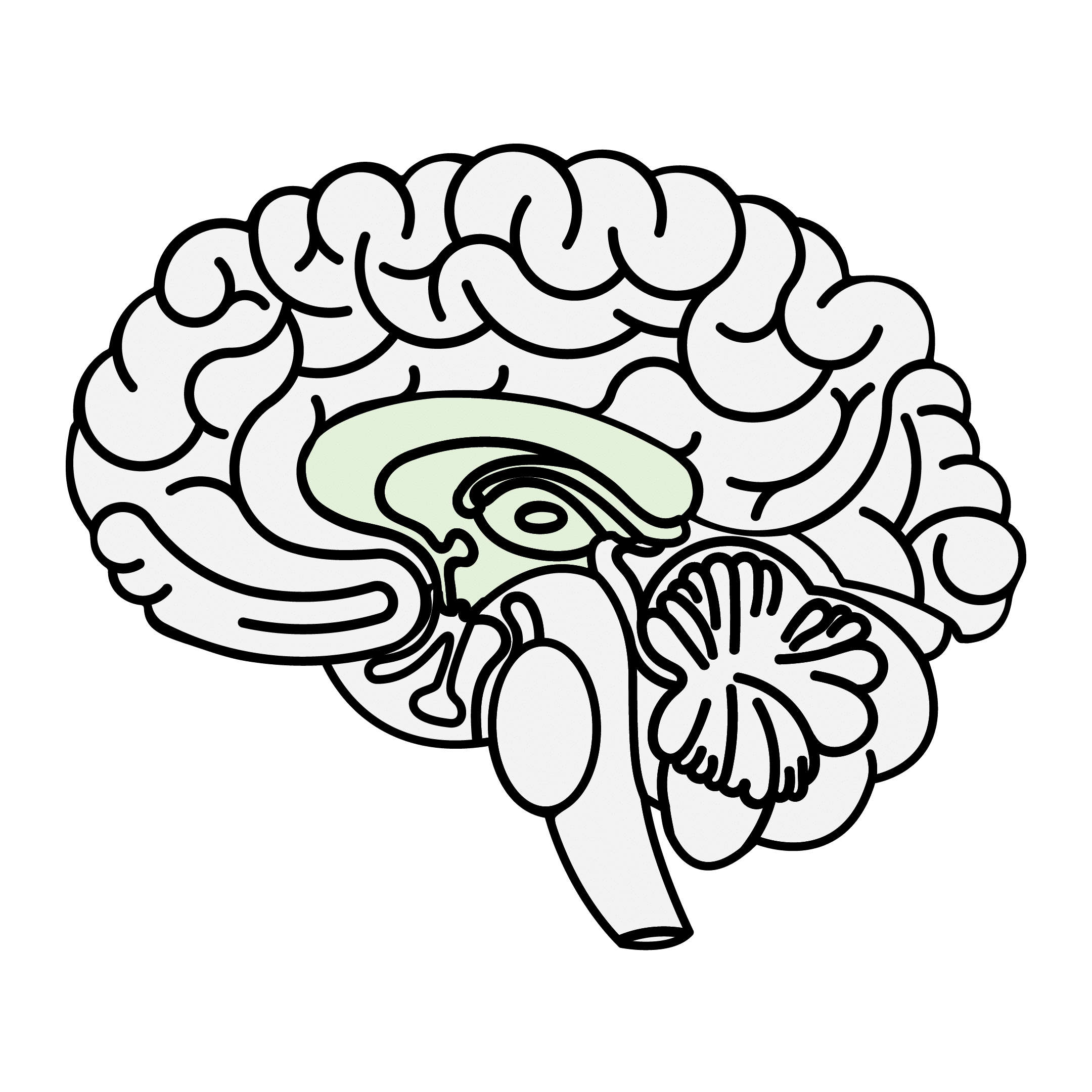 Illustration of the brain highlighting the limbic system